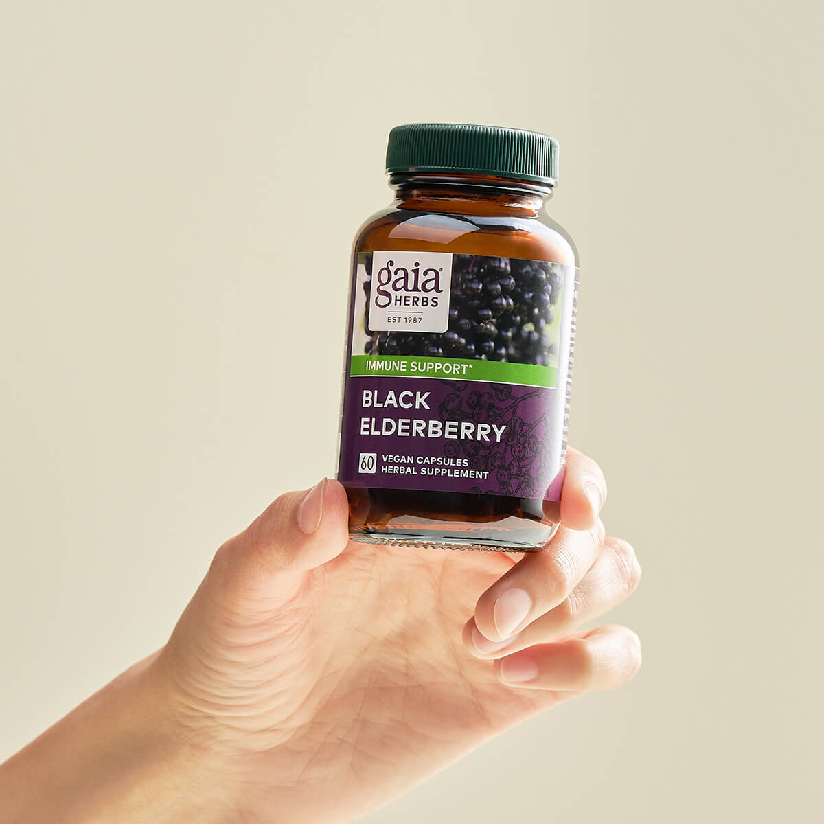 Black Elderberry