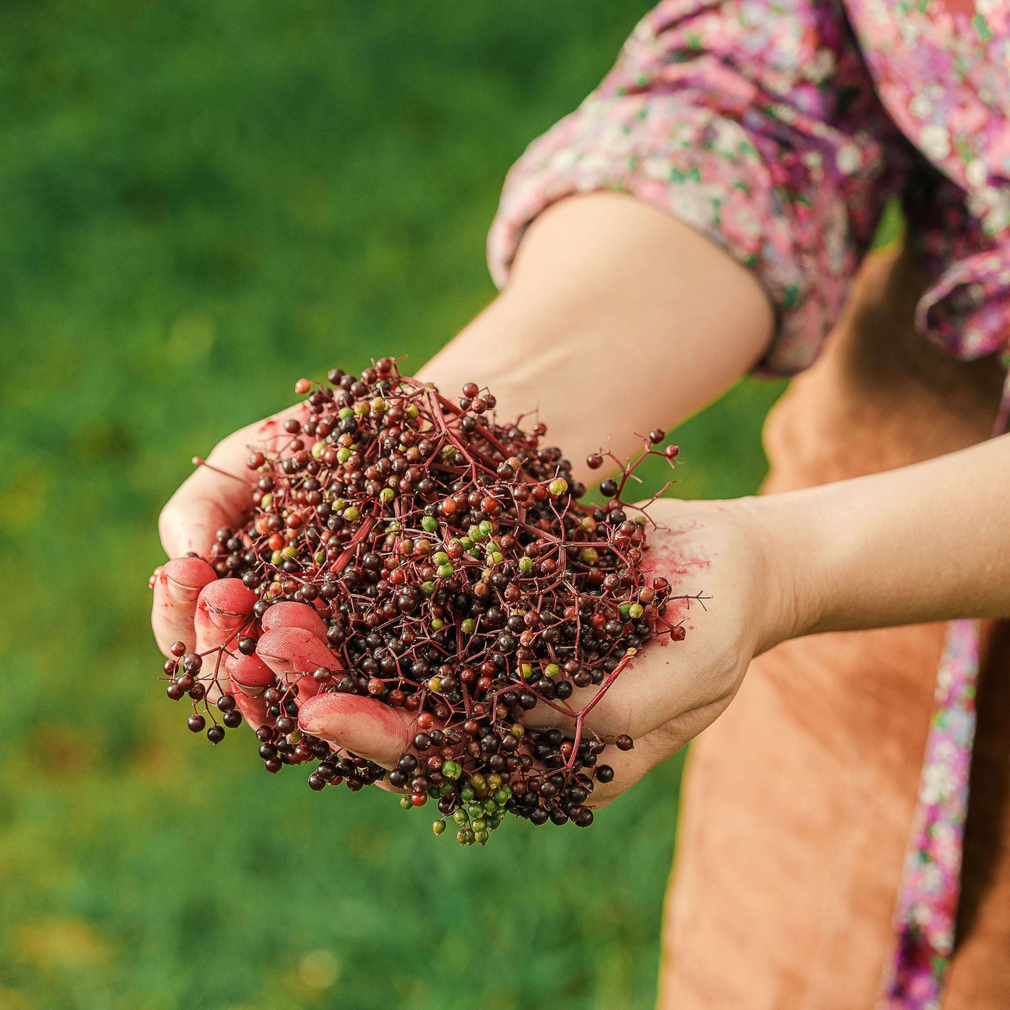 Black Elderberry Herb Lifetyle